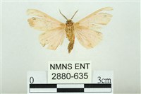 三條橙燈蛾藏品圖，第2張