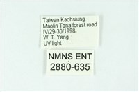 三條橙燈蛾藏品圖，第3張