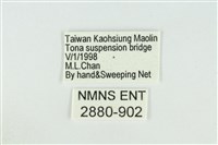 東方喙蝶藏品圖，第3張