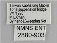 臺灣環蛺蝶藏品圖，第3張