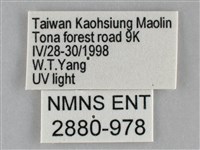 扁刺蛾藏品圖，第3張