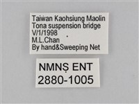 密紋波眼蝶藏品圖，第3張