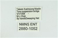 東方喙蝶藏品圖，第3張