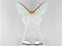 姬長尾水青蛾藏品圖，第1張