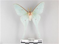 姬長尾水青蛾藏品圖，第2張