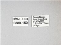 姬長尾水青蛾藏品圖，第3張