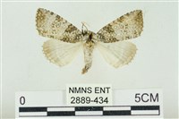 臺灣銀斑異波紋蛾藏品圖，第1張