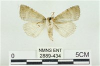 臺灣銀斑異波紋蛾藏品圖，第2張