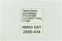 臺灣銀斑異波紋蛾藏品圖，第3張