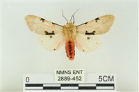 棍棒污燈蛾藏品圖，第1張