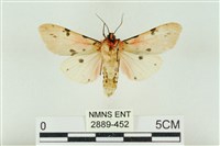 棍棒污燈蛾藏品圖，第2張