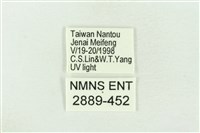 棍棒污燈蛾藏品圖，第3張