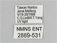 銀端帶鉤蛾藏品圖，第3張
