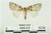 臺灣銀斑異波紋蛾藏品圖，第1張