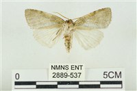 臺灣銀斑異波紋蛾藏品圖，第2張