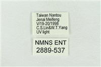 臺灣銀斑異波紋蛾藏品圖，第3張