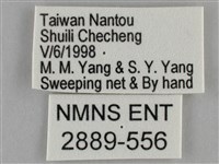 纖粉蝶藏品圖，第3張