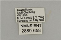 藍灰蝶沖繩亞種藏品圖，第3張