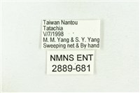 三斑虎灰蝶藏品圖，第3張