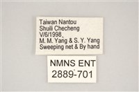藍灰蝶沖繩亞種藏品圖，第3張