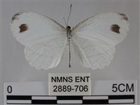 纖粉蝶、黑點粉蝶藏品圖，第1張