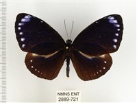 小紫斑蝶藏品圖，第1張