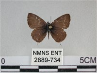 波灰蝶藏品圖，第1張