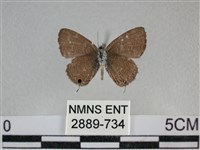 波灰蝶藏品圖，第2張