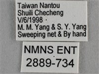 波灰蝶藏品圖，第3張