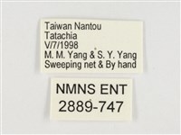 小紫斑蝶藏品圖，第3張