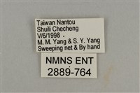 藍灰蝶沖繩亞種藏品圖，第3張