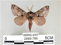 銀肩枯葉蛾藏品圖，第1張