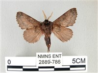 銀肩枯葉蛾藏品圖，第2張