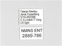 銀肩枯葉蛾藏品圖，第3張