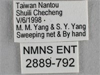 波灰蝶藏品圖，第3張