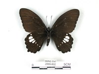 無尾白紋鳳蝶藏品圖，第2張