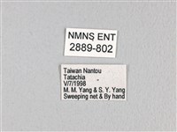 無尾白紋鳳蝶藏品圖，第3張