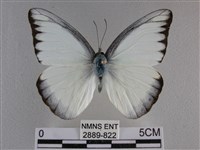 異色尖粉蝶藏品圖，第1張