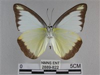 異色尖粉蝶藏品圖，第2張