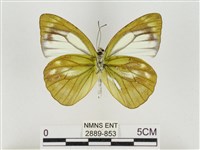 淡褐脈粉蝶藏品圖，第2張