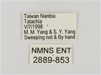 淡褐脈粉蝶藏品圖，第3張