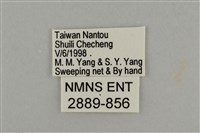 藍灰蝶沖繩亞種藏品圖，第3張