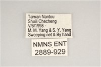 藍灰蝶沖繩亞種藏品圖，第3張