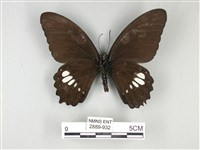 無尾白紋鳳蝶藏品圖，第2張