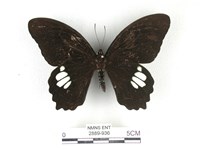 無尾白紋鳳蝶藏品圖，第1張