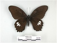 無尾白紋鳳蝶藏品圖，第2張