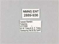 無尾白紋鳳蝶藏品圖，第3張