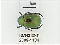 艷金龜藏品圖，第1張