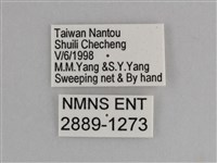 異紋紫斑蝶藏品圖，第3張