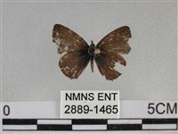 波灰蝶藏品圖，第1張